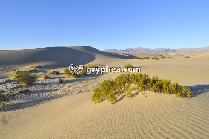 Ecosystème désert (Californie) - gryphea.org